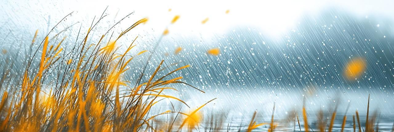 寒露背景芦苇在雨中背景二十四节气