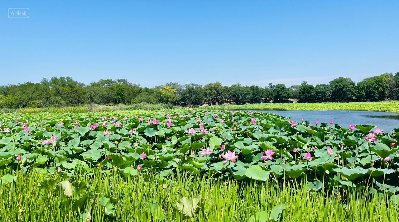 北京圆明园夏季荷花池