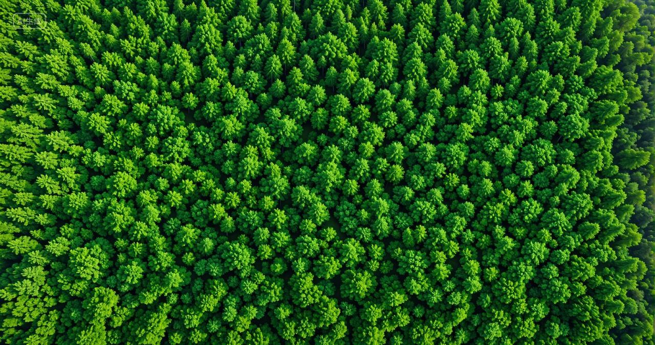 俯拍绿色树林背景生态环境