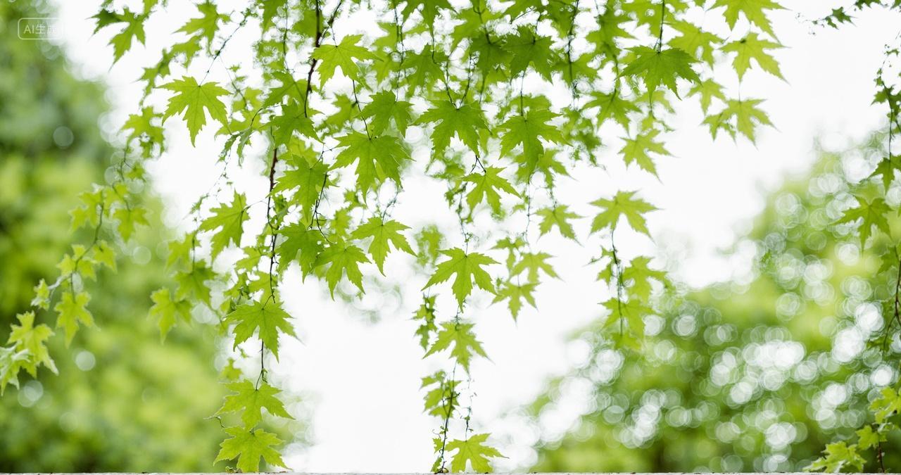 小清新树叶阳光夏天壁纸