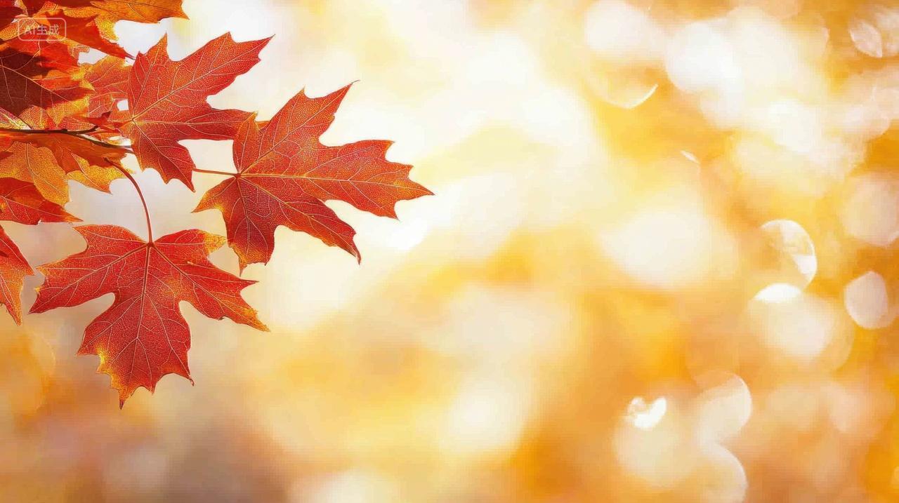 金色斑驳光影下的红色枫叶