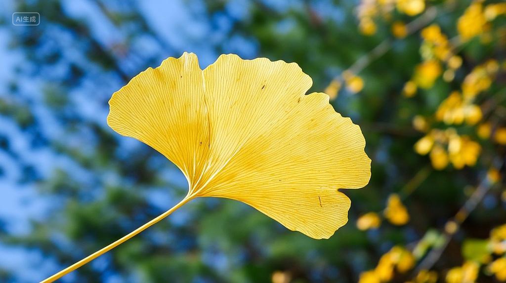 秋天里的一片银杏叶特写