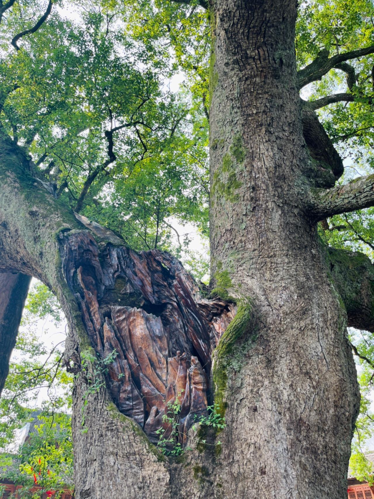 安徽黄山徽州古村落百年空心古樟树