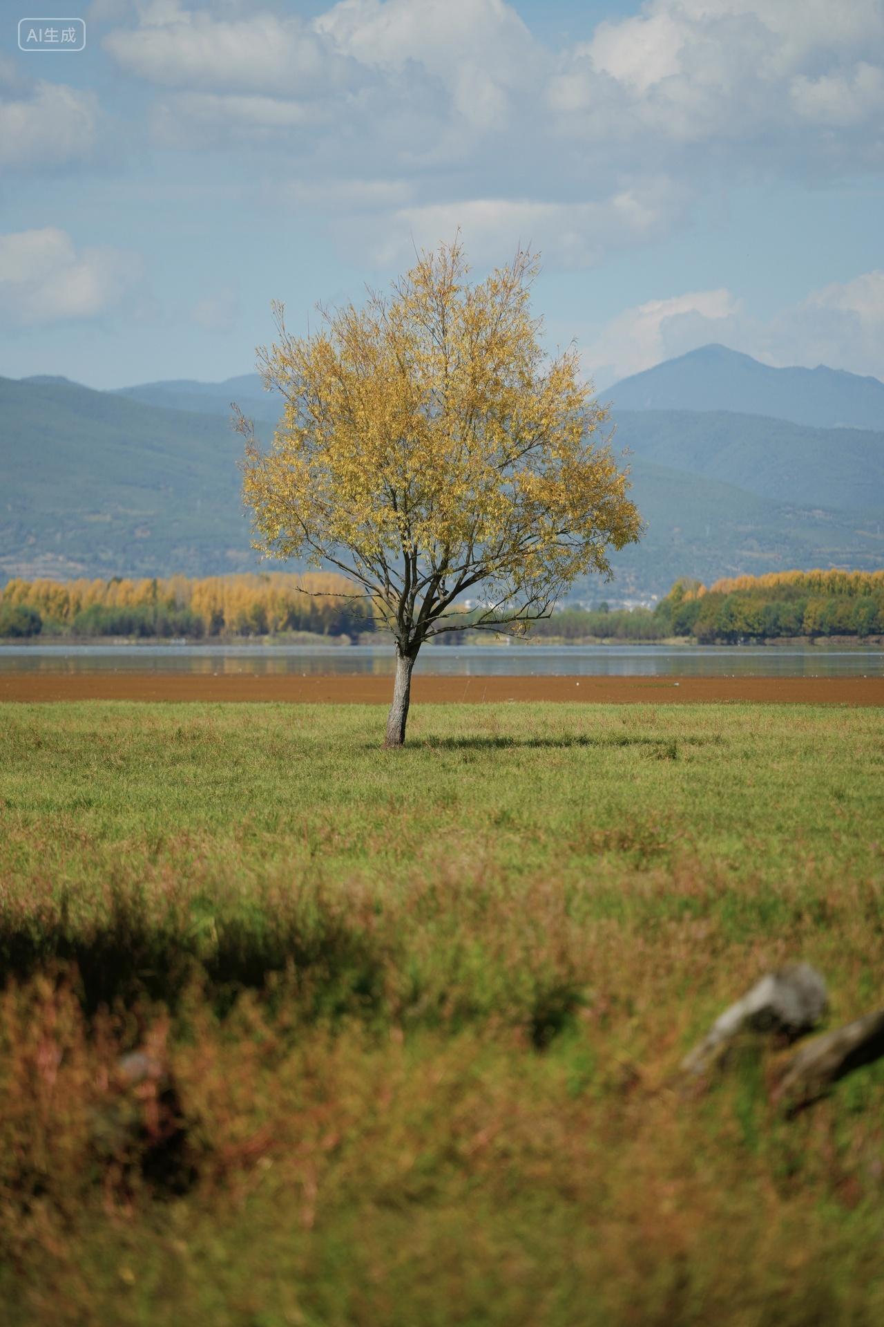 秋天湖边孤独的一棵树风景背景
