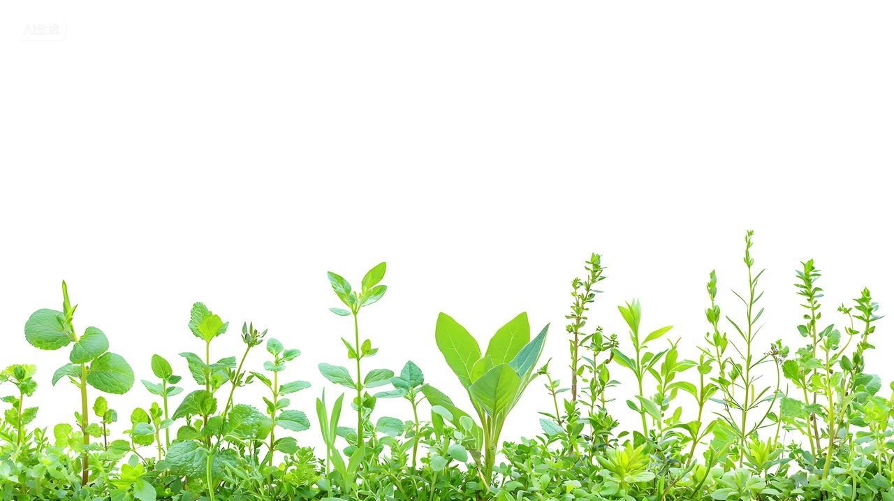白色背景下新鲜绿色药草