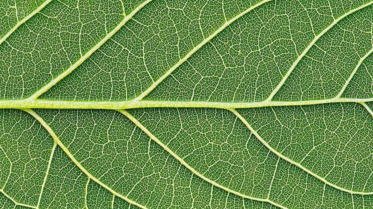 绿色叶片的微距细节