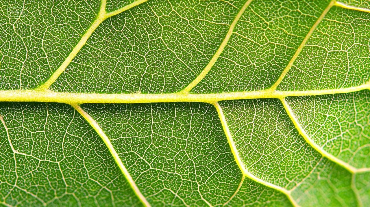 精细的绿色叶片纹理