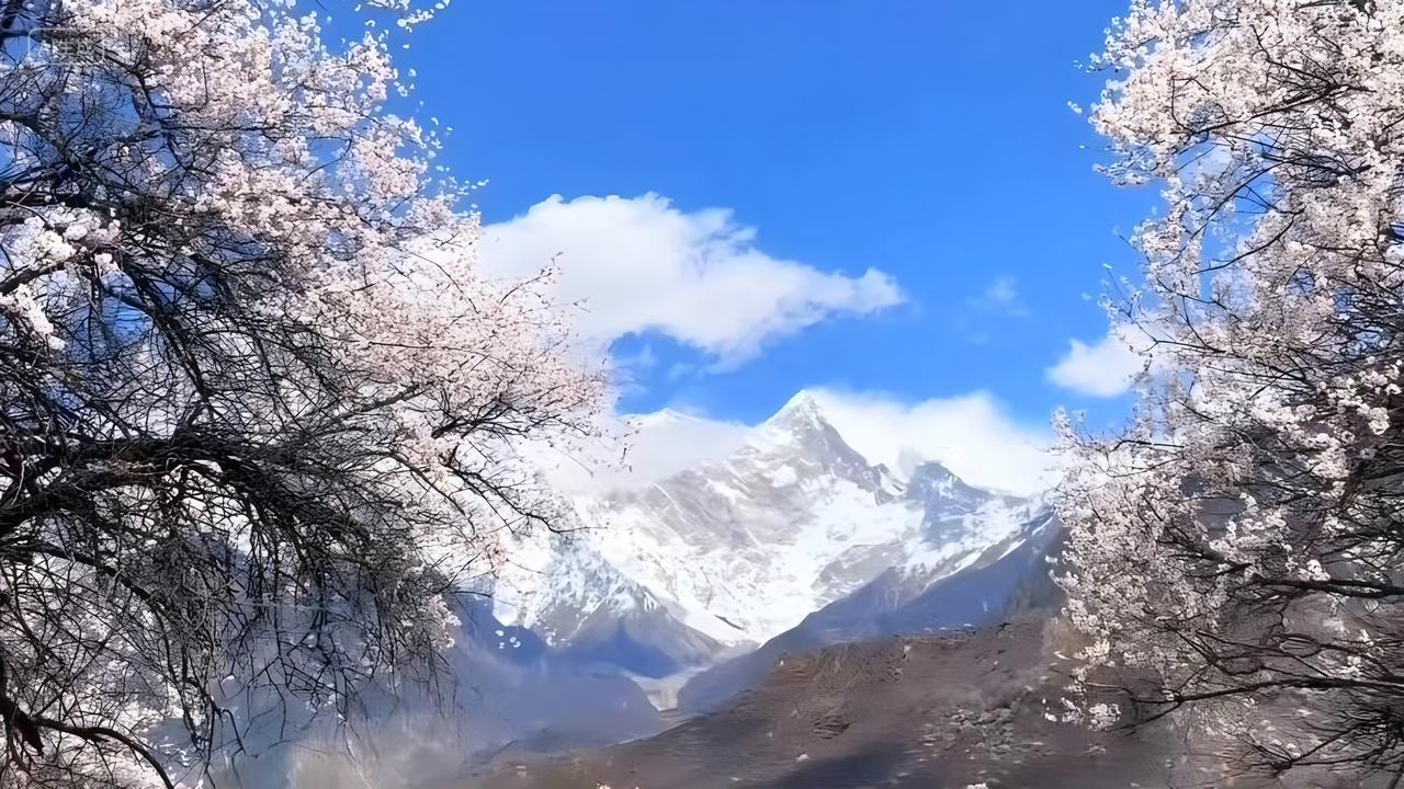 美丽的西藏风景南迦巴瓦桃花林芝桃花318旅游景色电脑壁纸