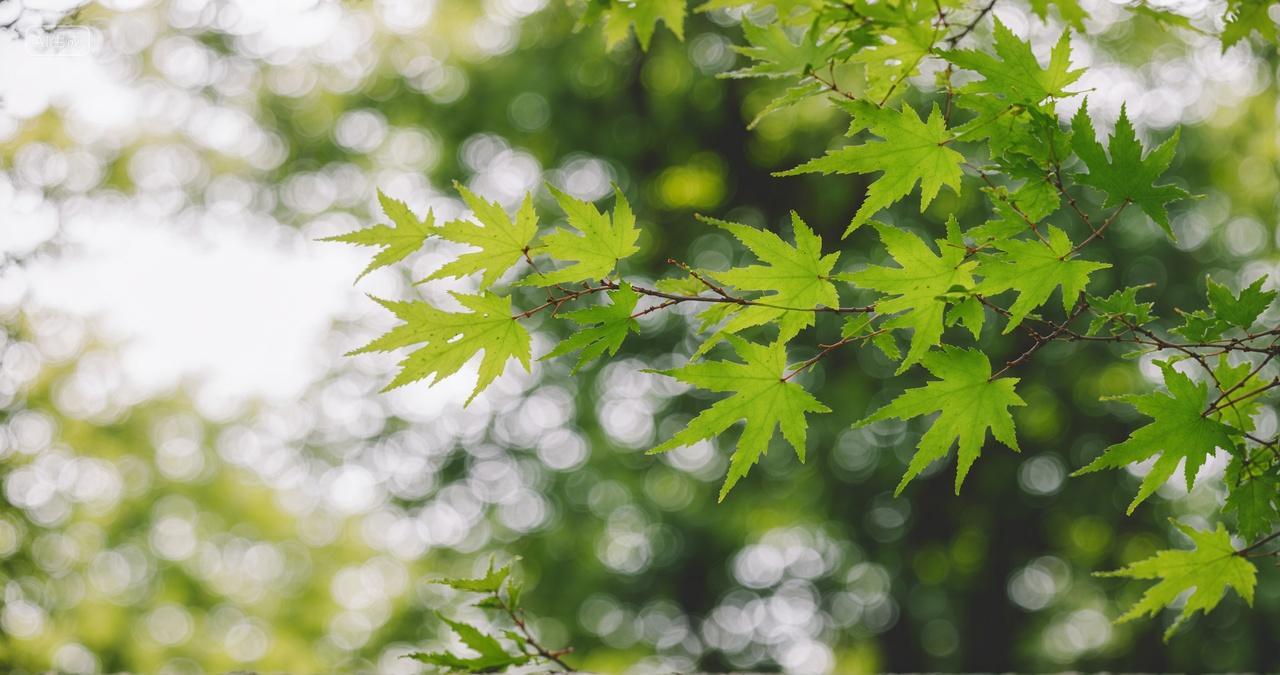 绿色植物背景夏天