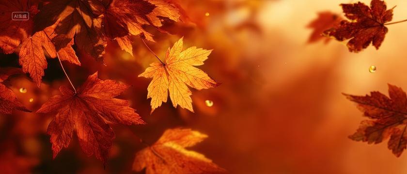 金黄色枫叶二十四节气立秋秋分海报背景