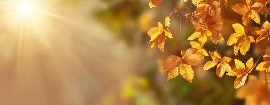 户外金黄色叶子阳光二十四节气秋分立秋海报背景