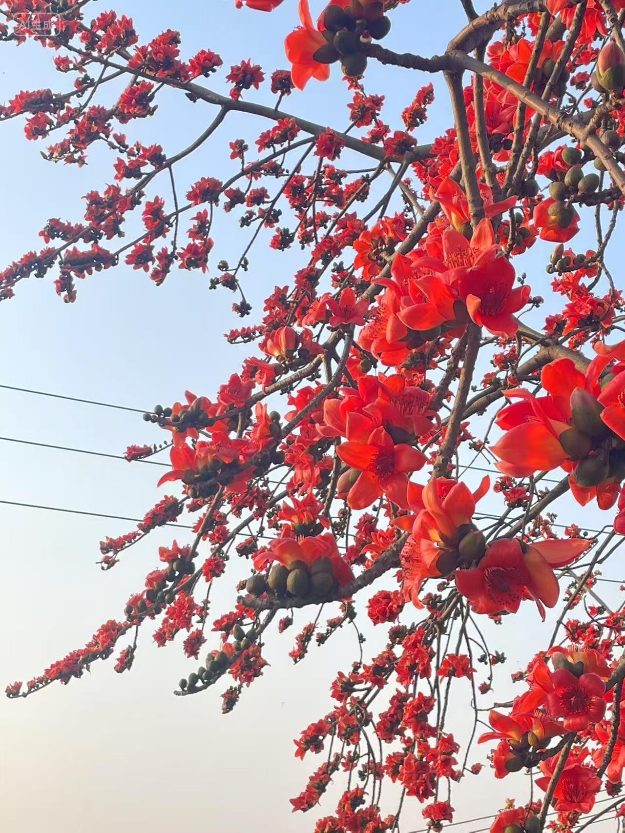 春天木棉花自然开放