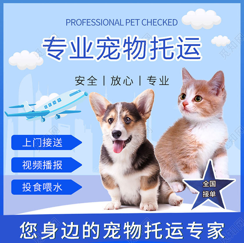 蓝色几何宠物专业宠物托运宣传主图宠物主图