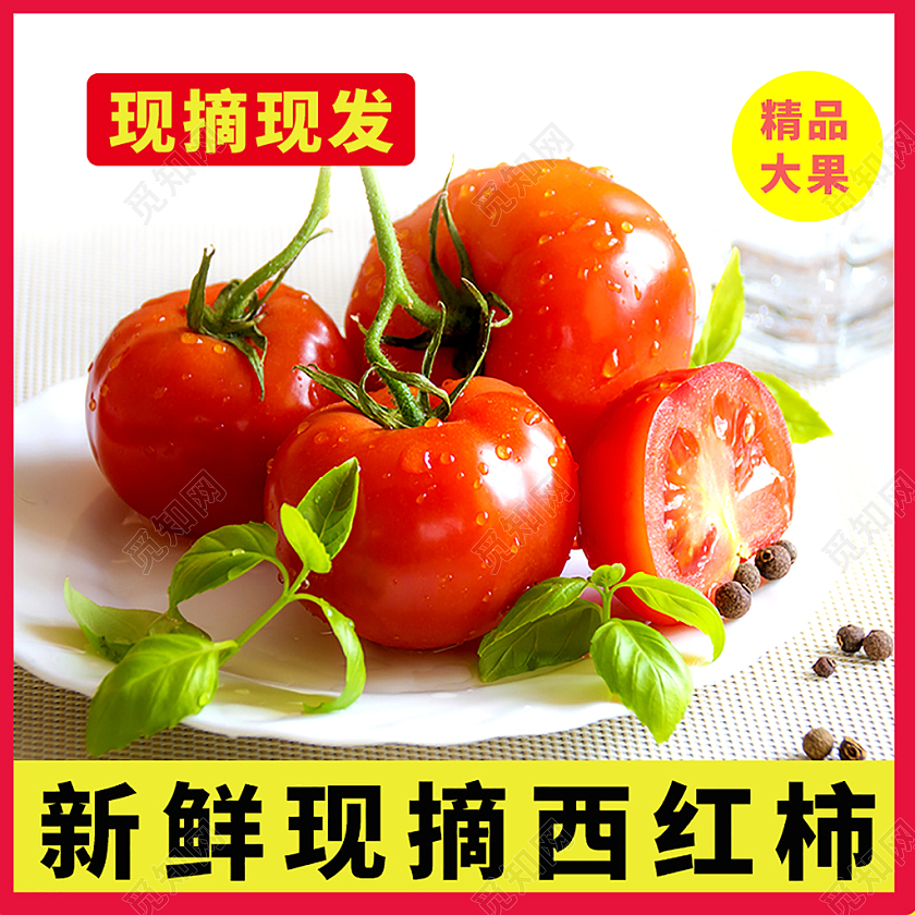 红色简约新鲜现摘红柿子西红柿番茄蔬菜生鲜主图
