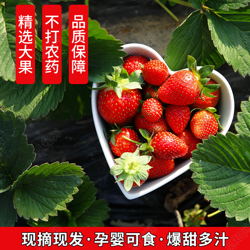 红色简约现摘现发孕婴可食不打农药大果春天草莓水果主图直通车