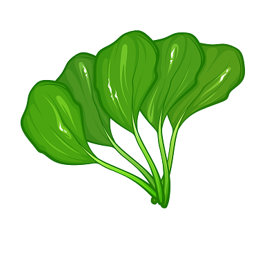 手绘插画火锅食材绿色蔬菜青菜素材菜叶