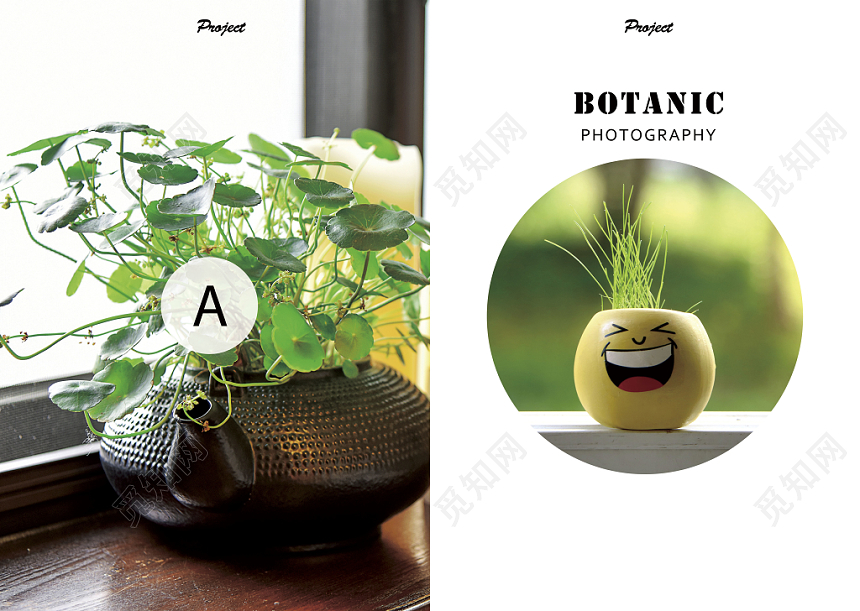 简约小盆栽植物摄影画册封面