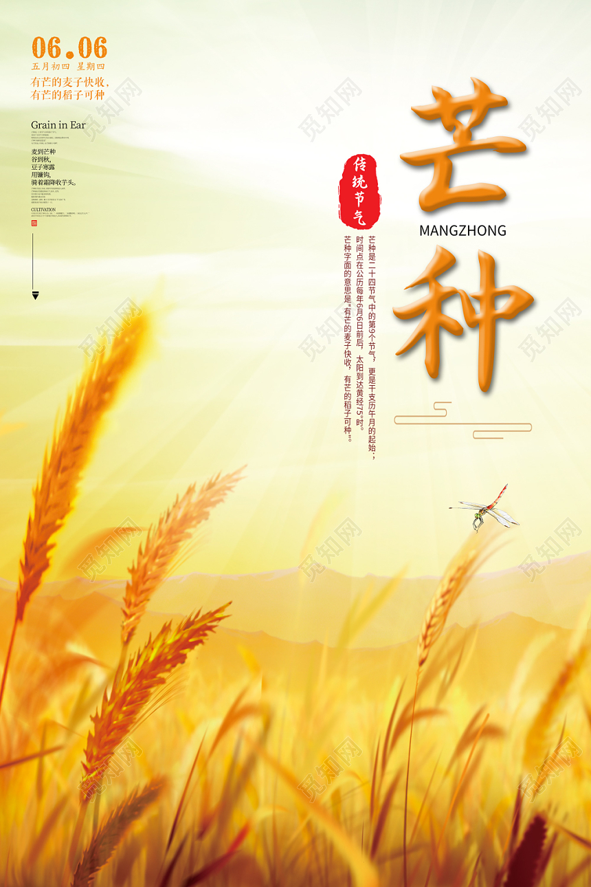 创意简约中华民族传统节气之芒种麦穗麦子节气宣传海报
