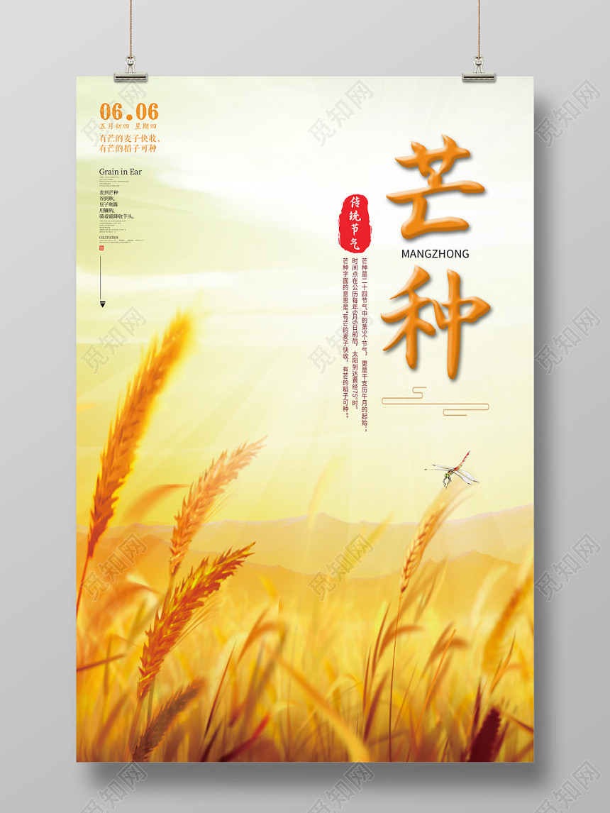 创意简约中华民族传统节气之芒种麦穗麦子节气宣传海报