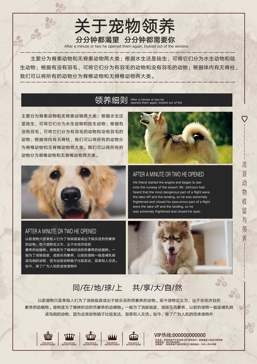 清新淡雅宠物店宣传单宠物领养动物单页