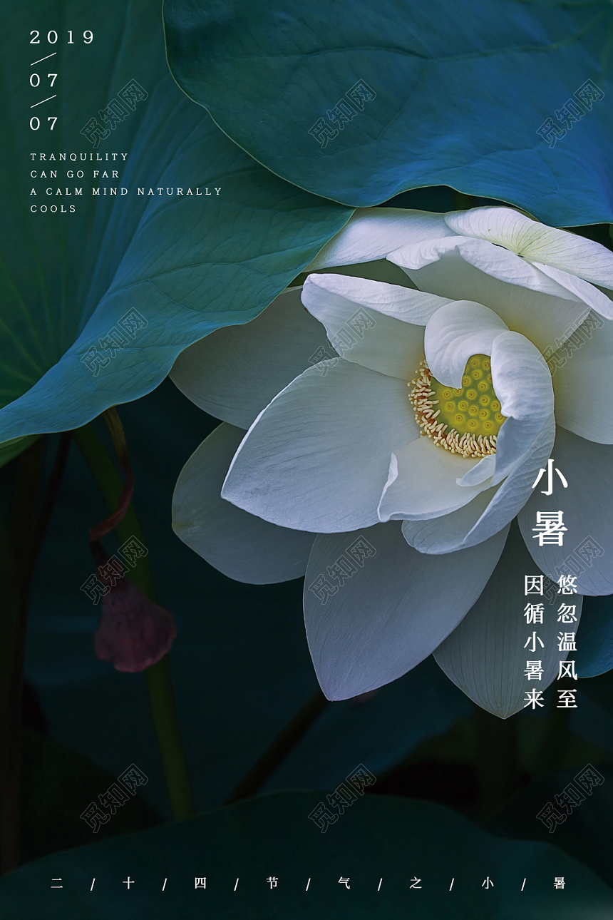 中式荷叶荷花二十四节气之小暑海报