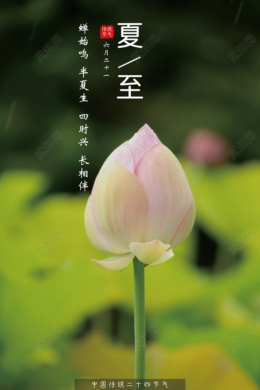 二十四节气夏至荷花荷叶宣传海报