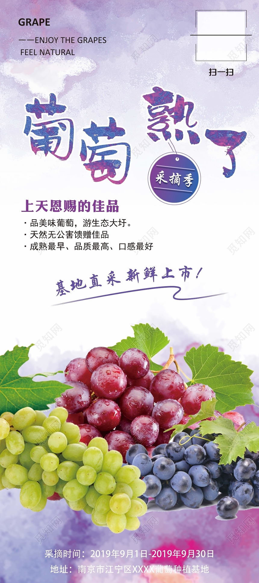 小清新葡萄熟了水果促销易拉宝X展架