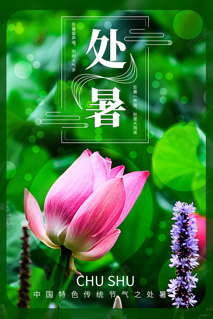 实拍荷花二十四节气处暑海报