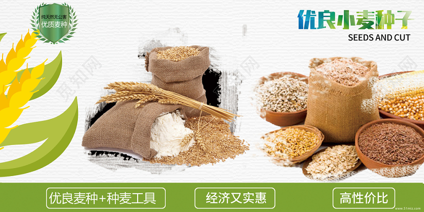 白色绿色清新丰收优良小麦种子农业展板