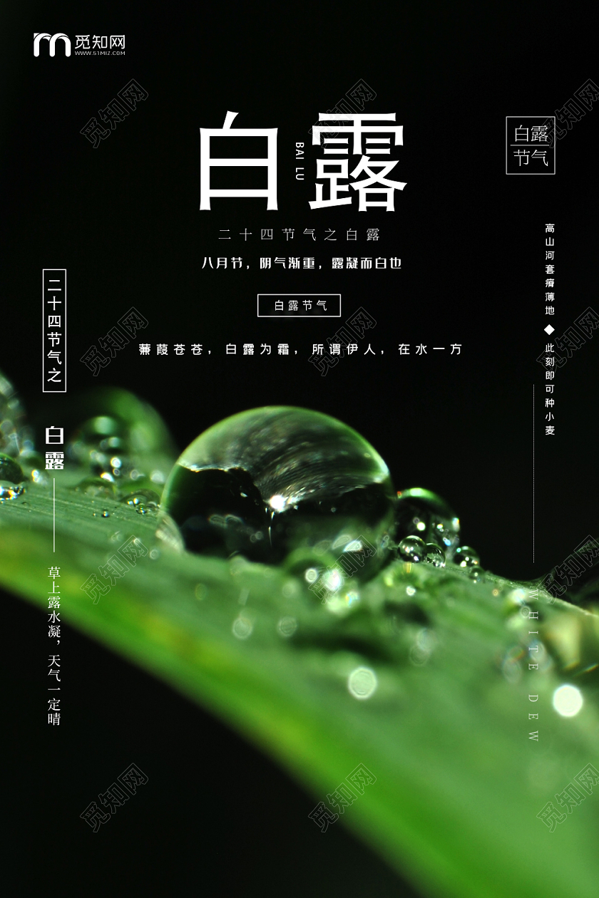 简约风中国二十四节气节日白露宣传海报