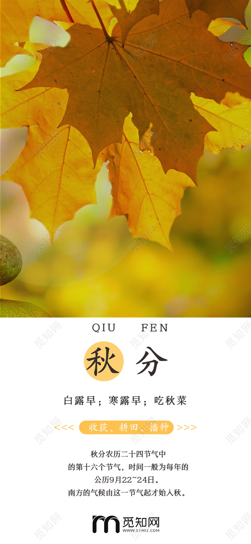简约原创二十四节气之秋分手机海报