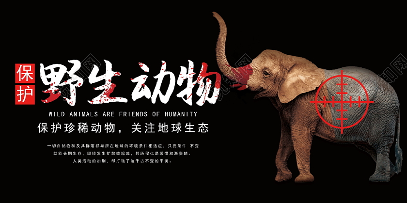 公益动物保护世界保护野生动物黑色爱护动物大象保护地球生态展板