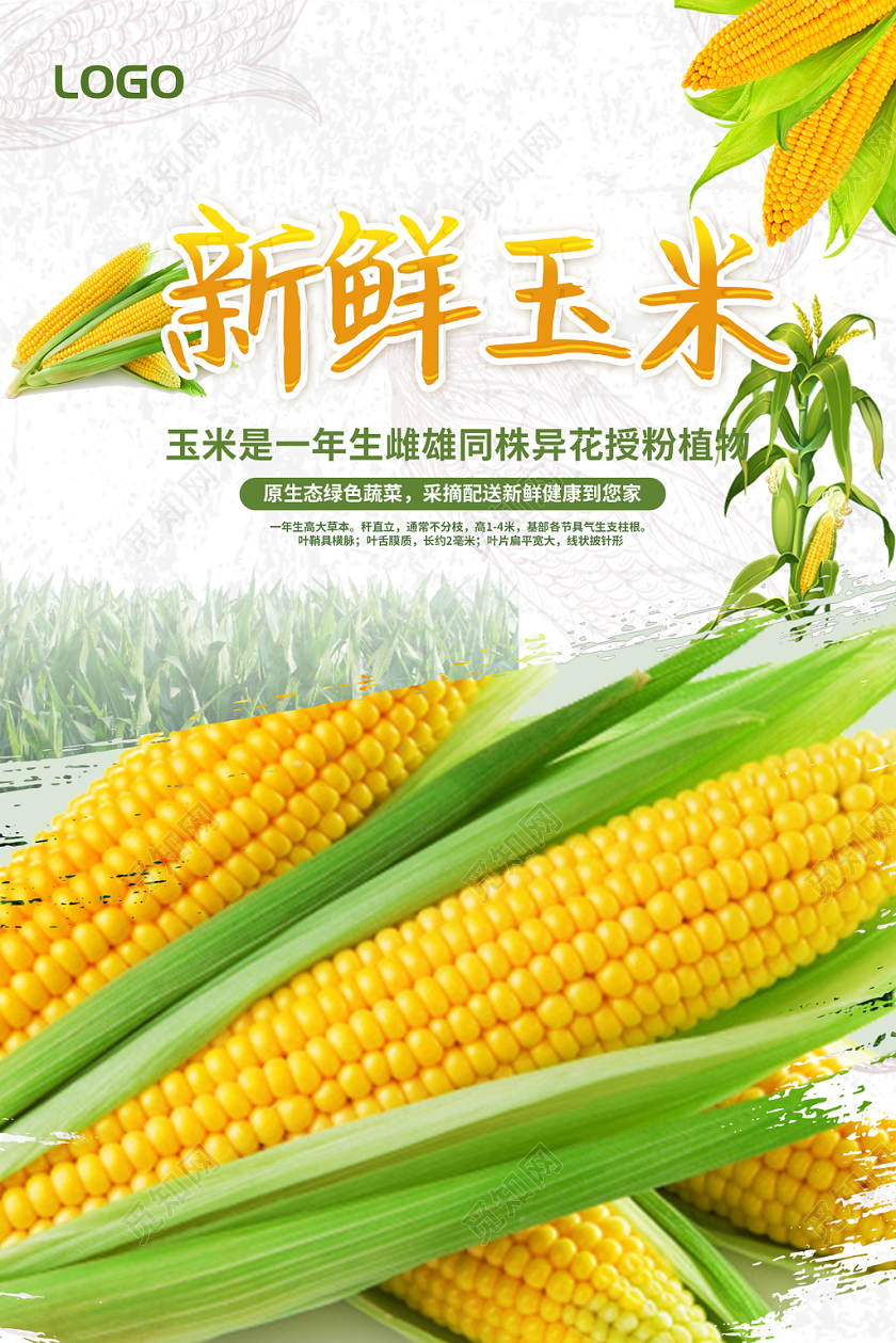白色简约新鲜玉米营养健康宣传海报