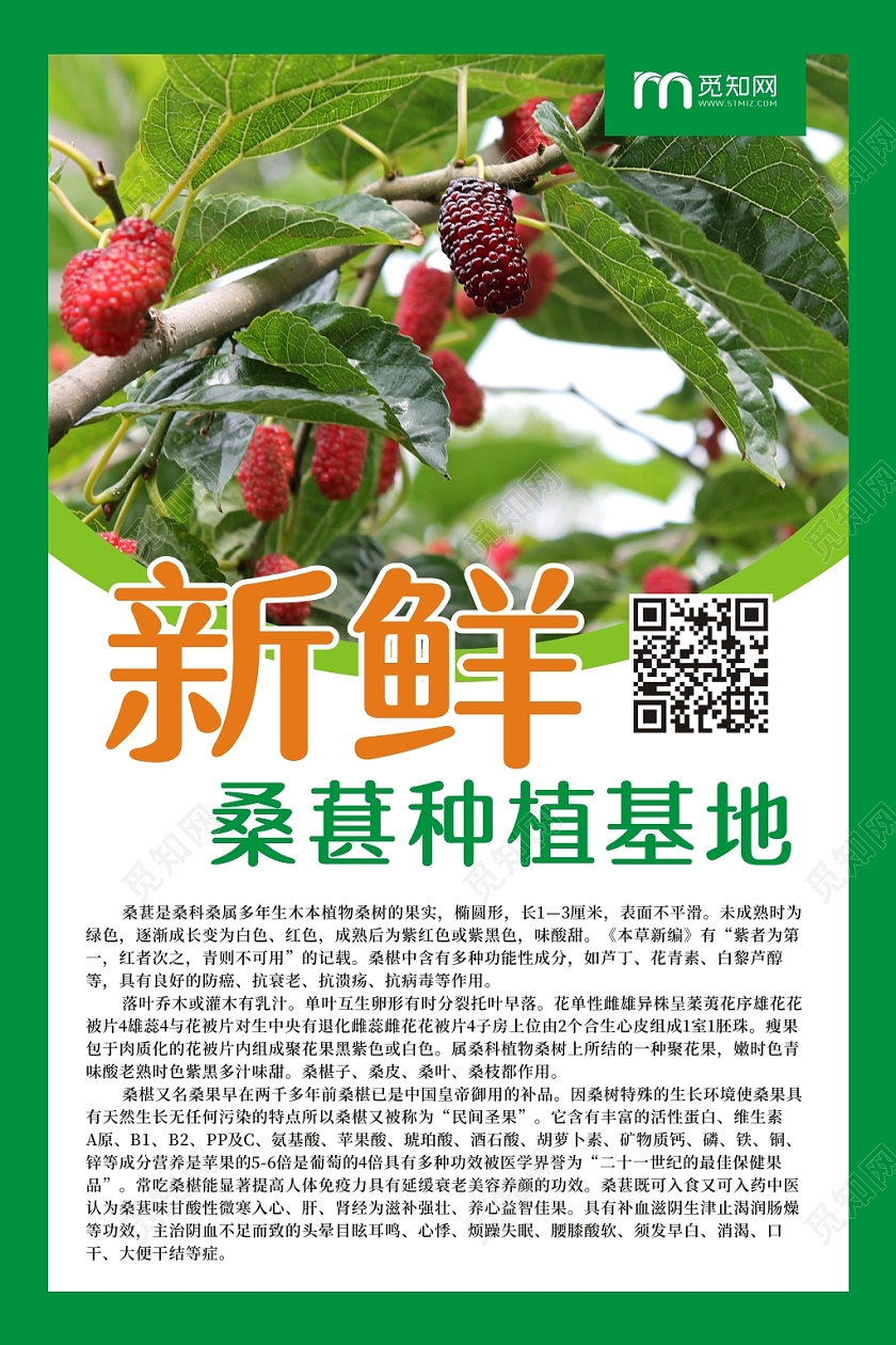 新鲜水果桑葚种植基地宣传海报