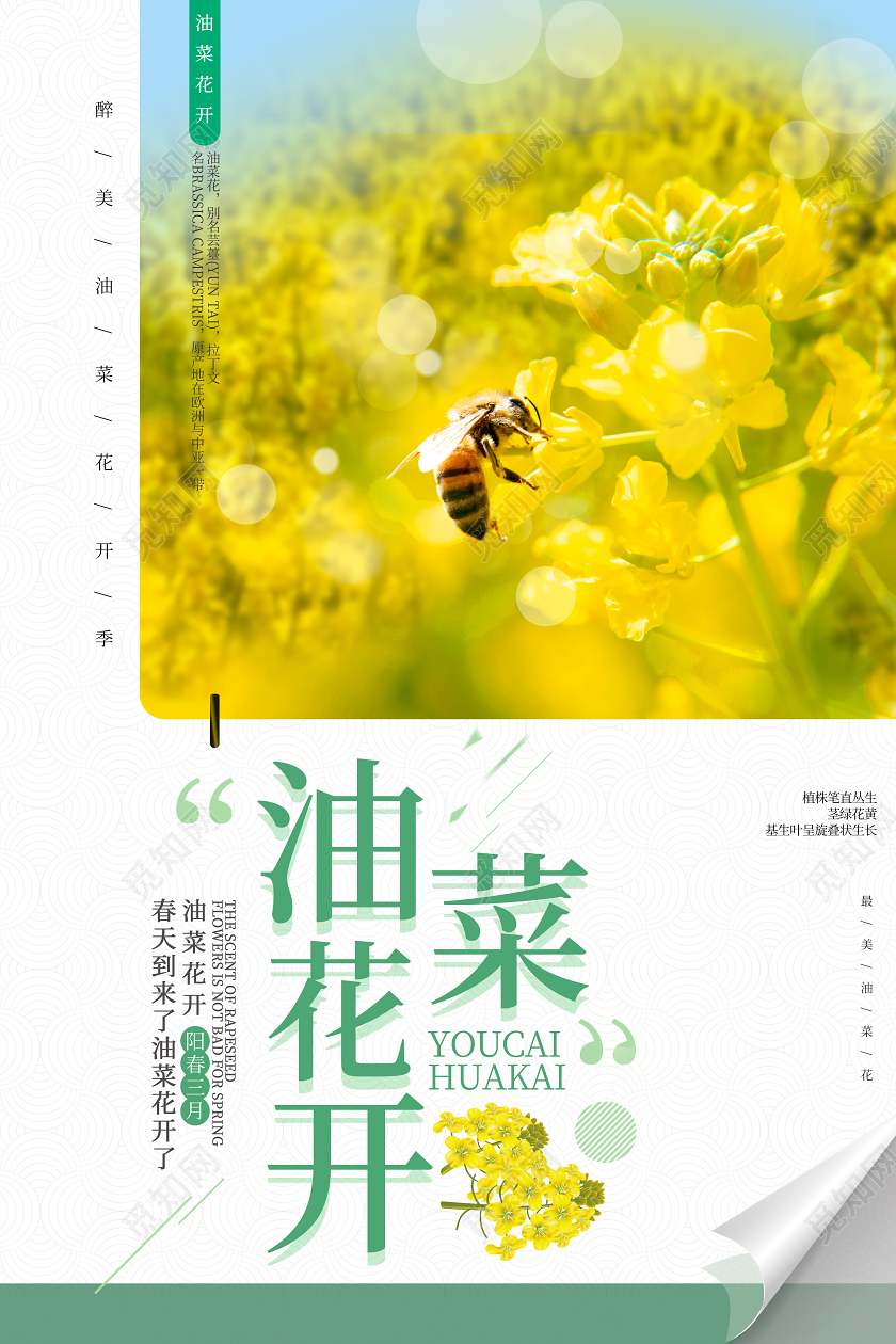 浅黄色小清新春天油菜花开海报