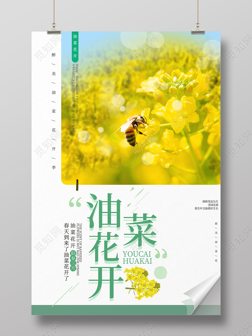 浅黄色小清新春天油菜花开海报