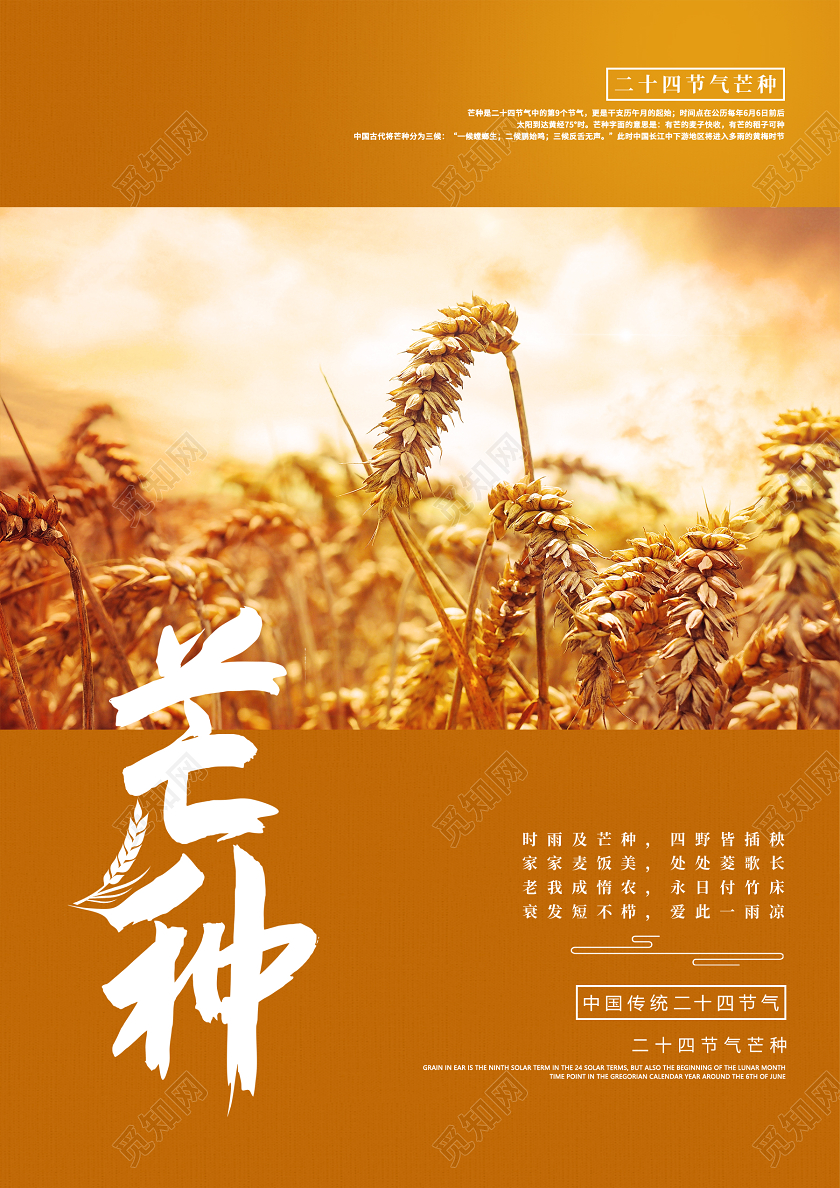黄色简约清新中国传统二十四节气芒种节气海报
