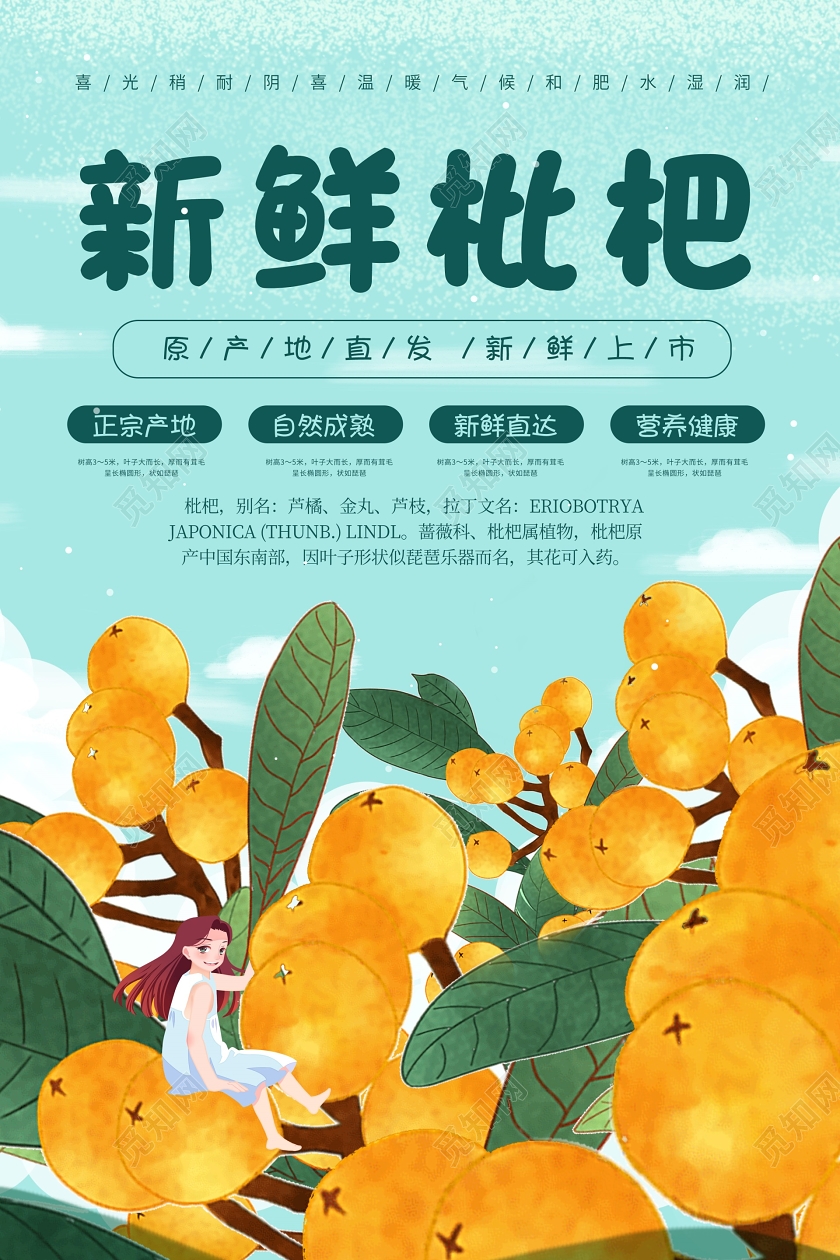 生鲜水果新鲜枇杷插画枇杷水果促销海报生鲜水果枇杷