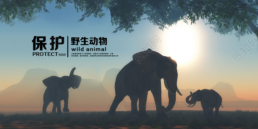 温暖实拍图保护动物海报公益保护动物海报