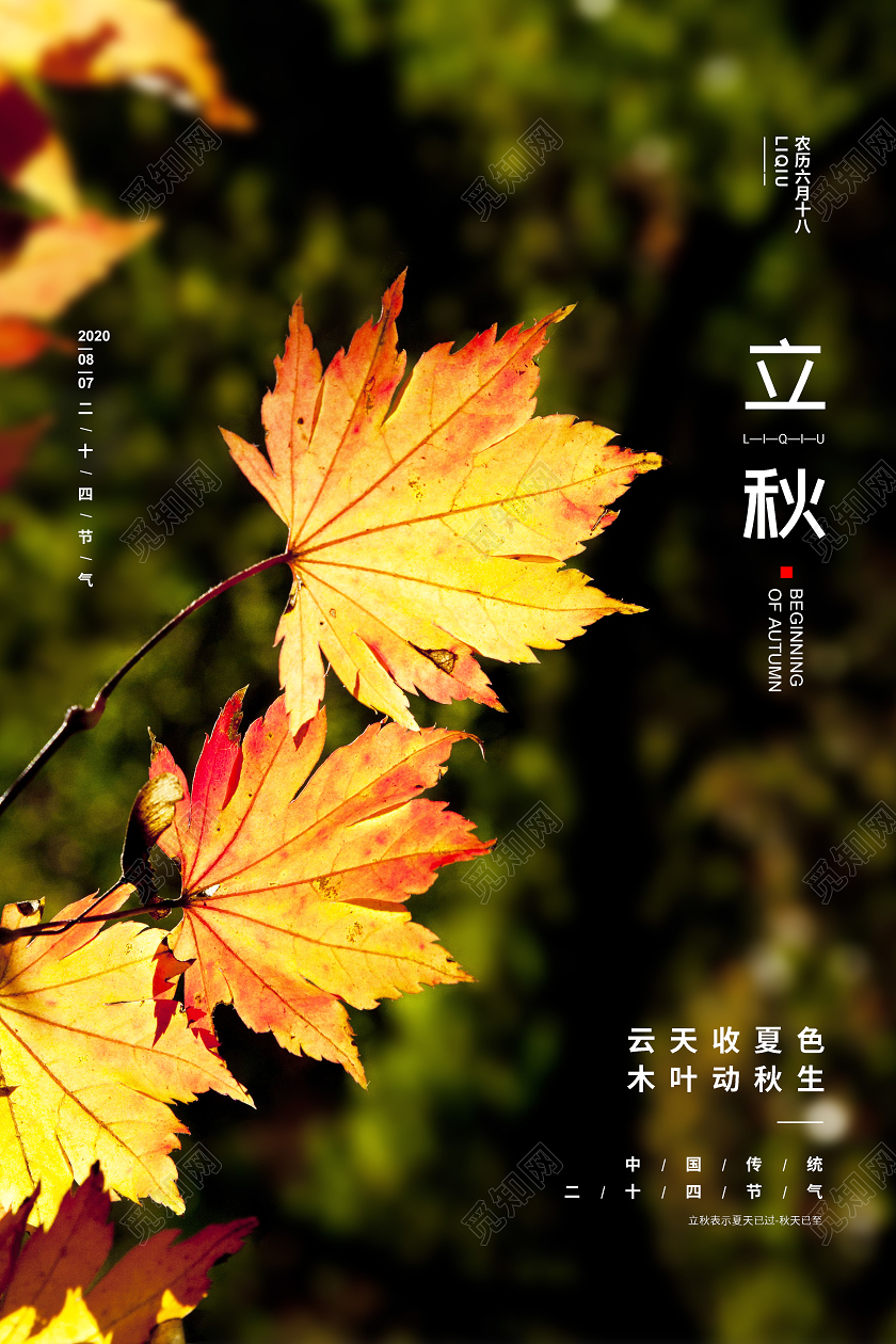 摄影简约二十四节气立秋宣传海报设计
