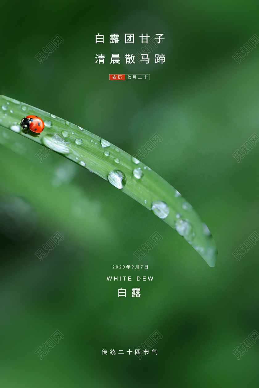 绿色清新白露传统二十四节气海报