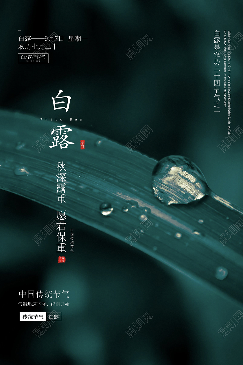 绿色简约白露二十四节气宣传海报