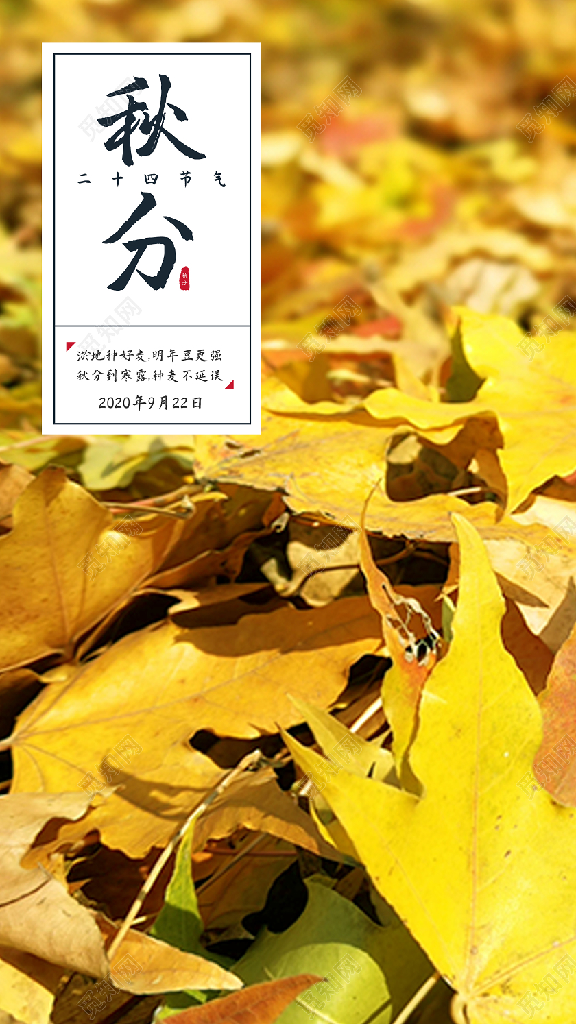 黄色意境秋分24二十四节气UI手机海报秋分手机