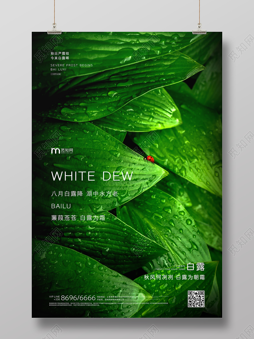 白露创意写实绿叶海报