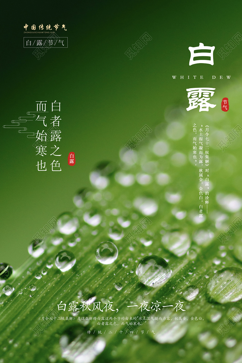绿色简约白露二十四节气宣传海报