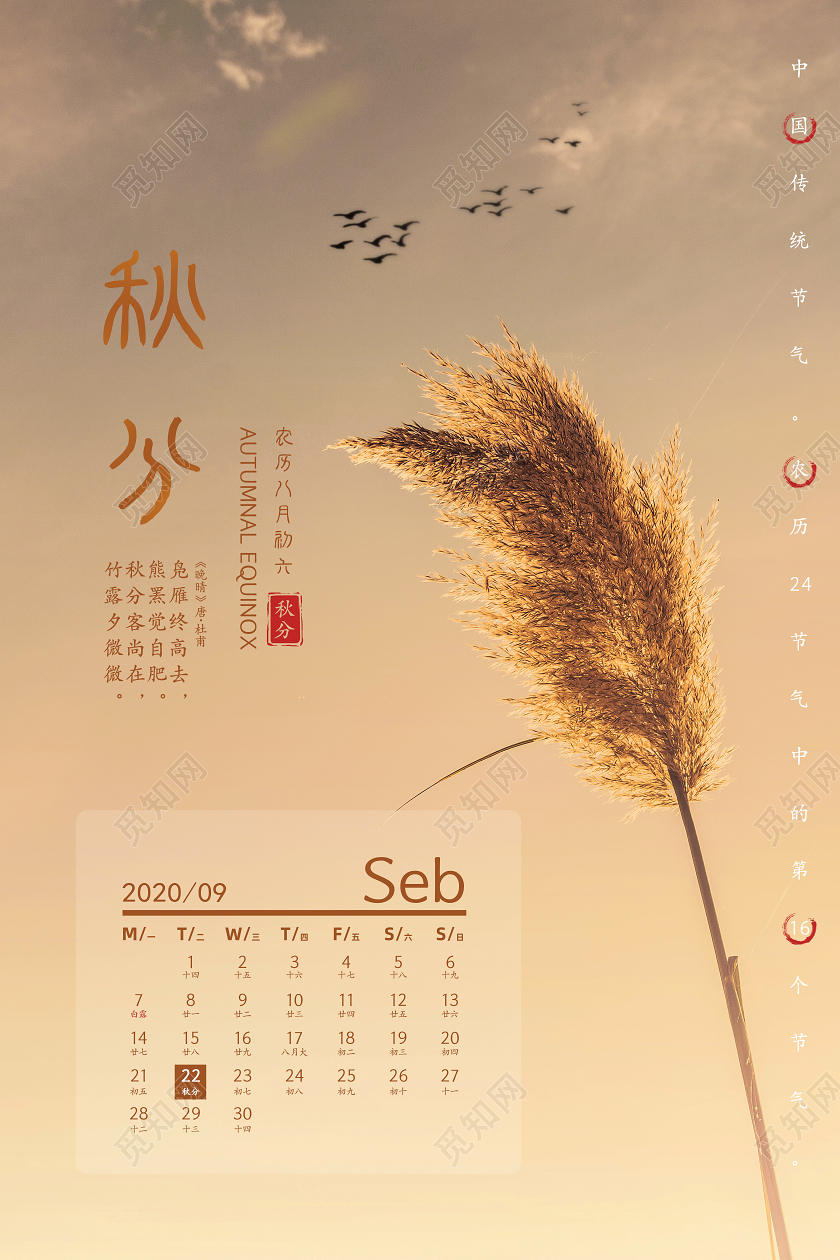 黄色芦苇摄影二十四节气秋分海报