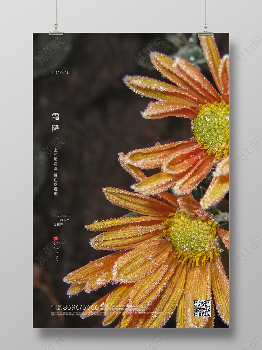 霜降写实菊花创意海报