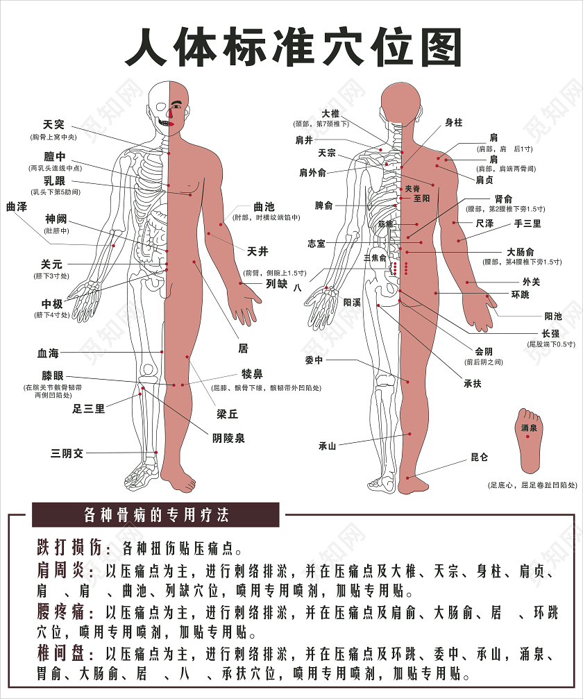 中医人体经络穴位图理疗标准