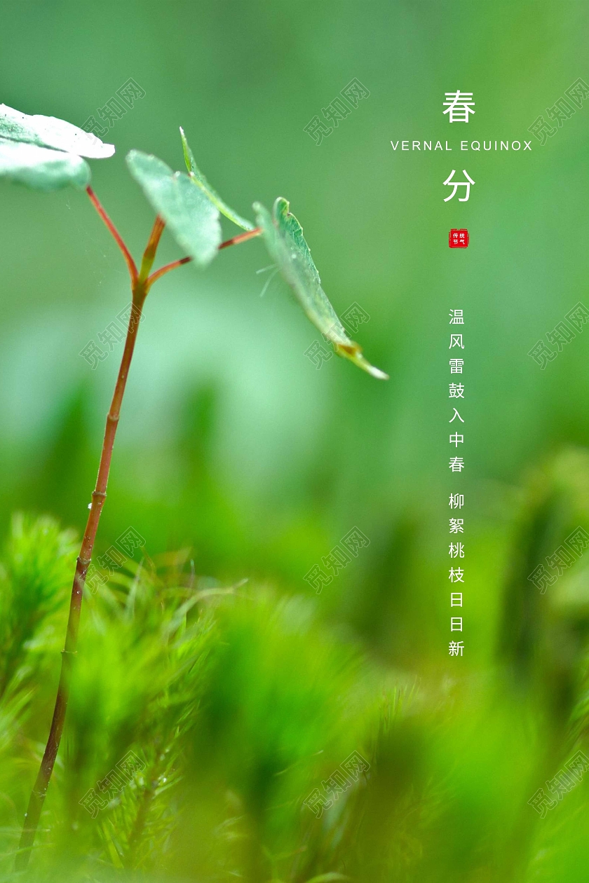 绿色简约春分二十四节气海报24节气二十四节气春分