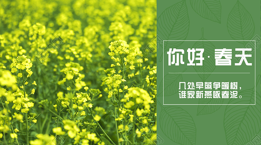 绿色简约清新你好春天微信公众号封面模板